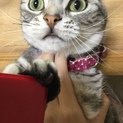 アメショーの猫ちゃん募集してます