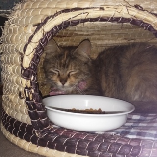 １歳の女の子です。