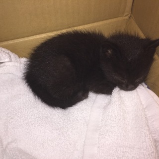 黒猫のおちびちゃん