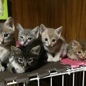 有難う御座いました。全猫決まりました。