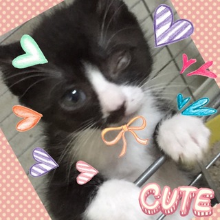 里親さんを募集しています。