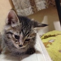 生後５週間～６週間の子猫です
