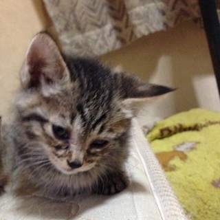 生後５週間～６週間の子猫です