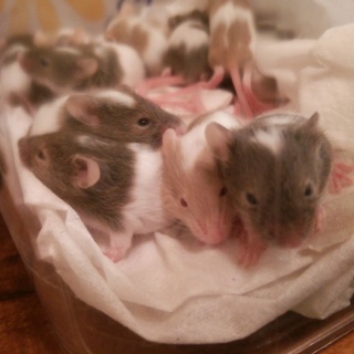 ファンシーマウス里親募集します。