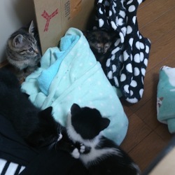 「安堵」サムネイル1