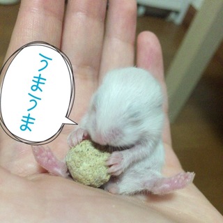 【残り１匹】ゴールデンハムスター貰ってください
