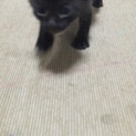 緊急です！生後２週間の子猫＊