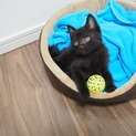 【募集終了】子猫の里親さん募集します。
