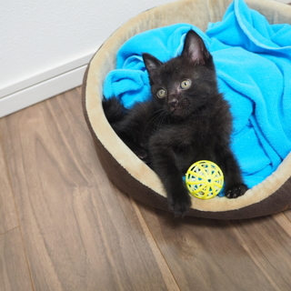 【募集終了】子猫の里親さん募集します。