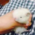 カラ？ゴールデン？残り一匹飼い主探します