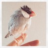 モコリーナ