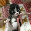 子猫です。