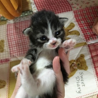 子猫です。