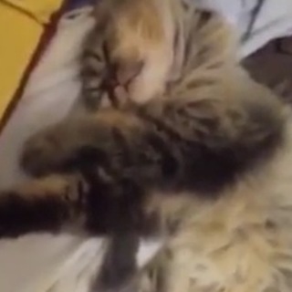 大至急！！ペルシャ２匹オス、メス一緒に！！