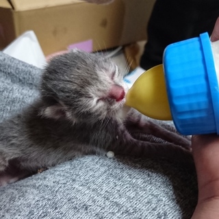 職場に捨てられていました