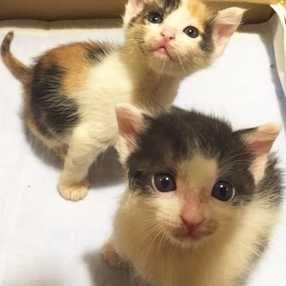 甘えっ子！！ウシくんミケちゃん仲良し兄妹