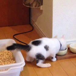 お腹、ぽんぽこりんで困ったなぁ〜