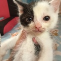 ☆元気いっぱいの子猫です☆