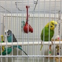 セキセイインコ、♂2羽