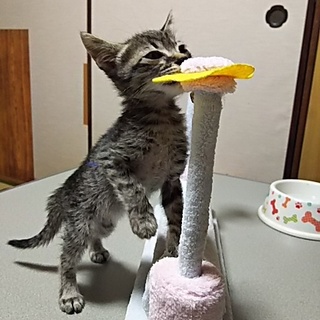 この子を新しい家族に迎えて下さい。