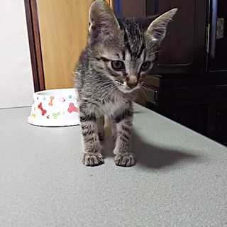 この子を新しい家族に迎えて下さい。