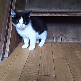 この子を新しい家族に迎えて下さい。