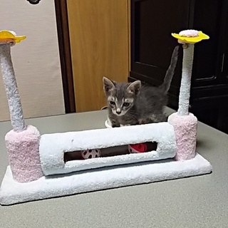 この子を新しい家族に迎えて下さい