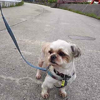 元気で人間大好きシー・ズー君にです