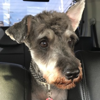 甘えたで人が好きなハイパー元気な女の子