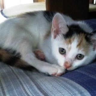 ミケちゃん　　よく馴れている女の子