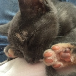 肉球と寝顔