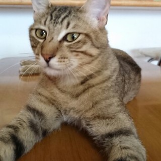 捨て猫のり君の優しい里親さんになってください。