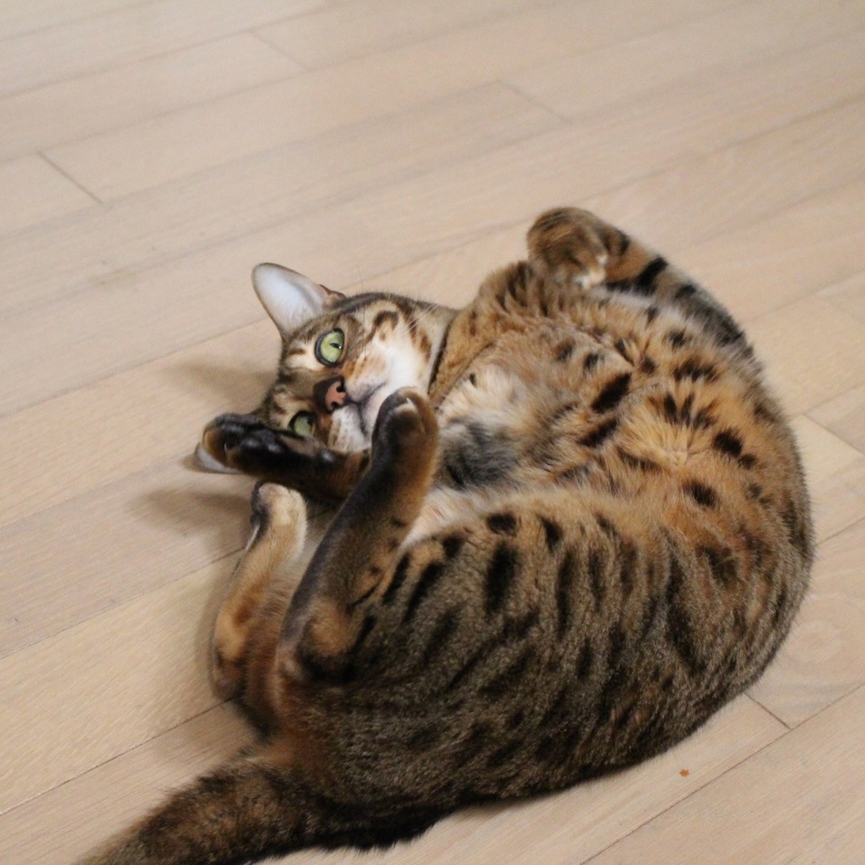 ちゃるのカバー写真