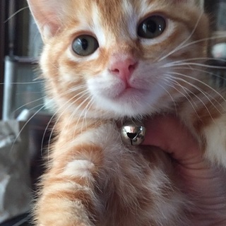 元気いっぱいの男の子です