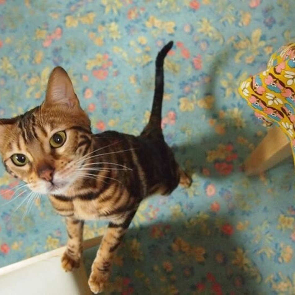 チニのカバー写真