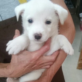 ありがとうございます。白のみゆちゃん