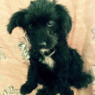 保護犬 シュナプー 新しいお家を探しています