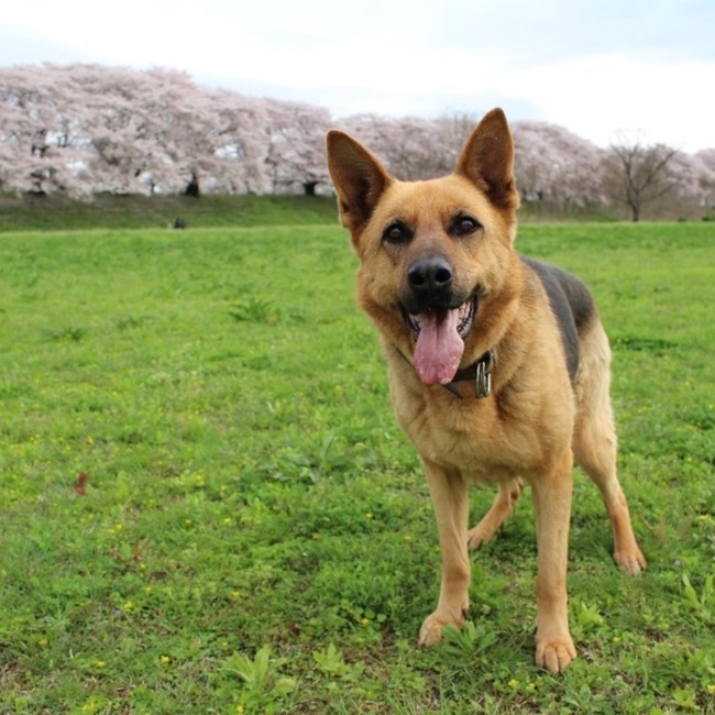 ふにゃこのカバー写真