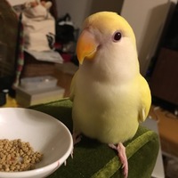 ひよこ