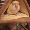 ぷくーーーーー