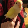 なんだい