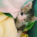 ハンデがあっても元気いっぱい子猫ちゃん☆