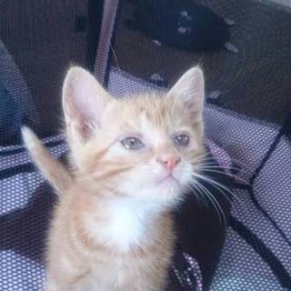 里親決定　ご応募頂きありがとうございました。