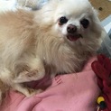 老犬ですが、可愛がってくださる方募集します