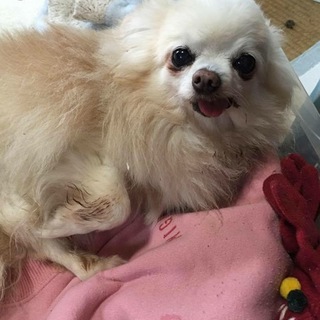 老犬ですが、可愛がってくださる方募集します