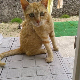猫（茶トラ）の里親募集