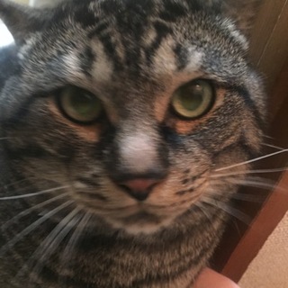 甘えん坊のオス猫