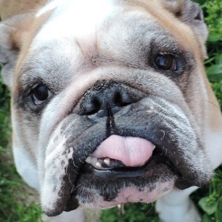 性格・社会性・シーツトイレどれもバッチリ　大吉君