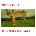 とっても素敵な里親様の所へ!!