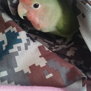 応募ありがとうございました。